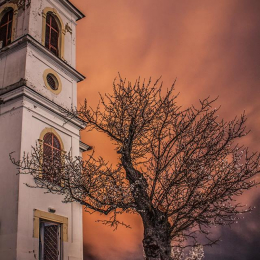 Európai Év Fája verseny